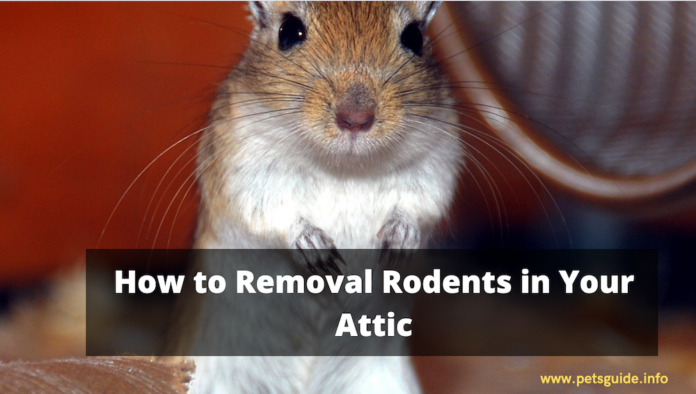 How to Removal Rodents in Your Attic