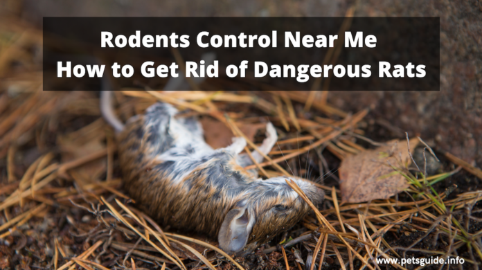 Rodents Control Near Me - How to Get Rid of Dangerous Rats