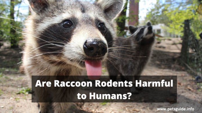 Are Raccoon Rodents Harmful to Humans?