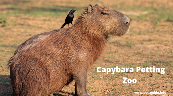 7 things you need to know about Capybara Petting Zoo