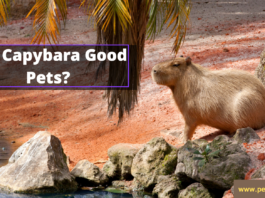Capibara İyi Evcil Hayvanlar mı?