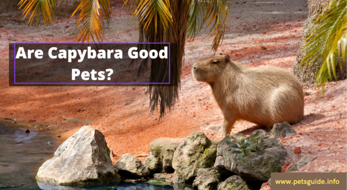 Capibara İyi Evcil Hayvanlar mı?