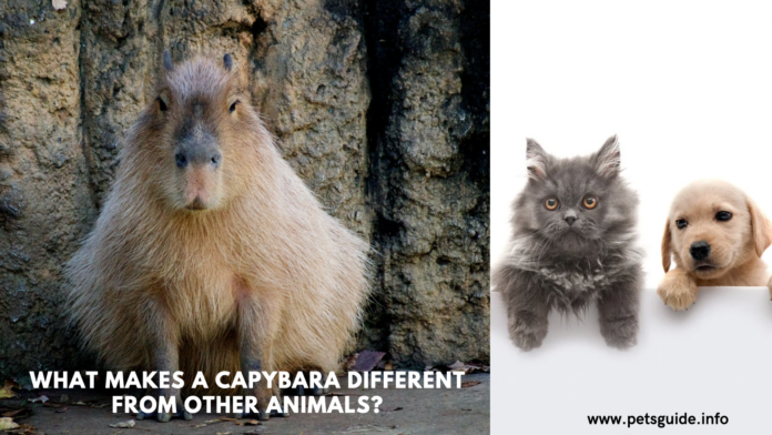 Bir Kapibarayı Diğer Hayvanlardan Farklı Kılan Nedir?