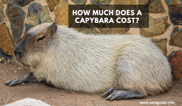 Kodi Capybara Imawononga Ndalama Zingati?