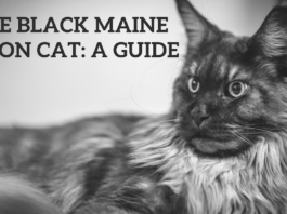 Czarny kot rasy Maine Coon: przewodnik