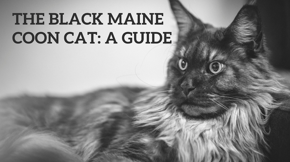 The Black Maine Coon Cat: A Guide