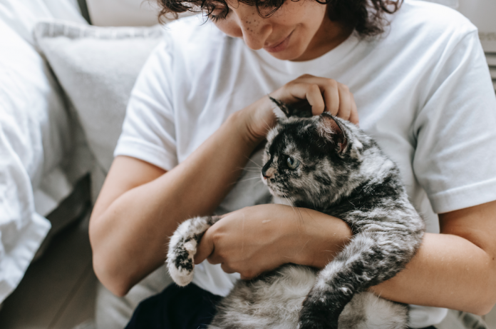 Should You Get A Cat? 4 Things To Consider