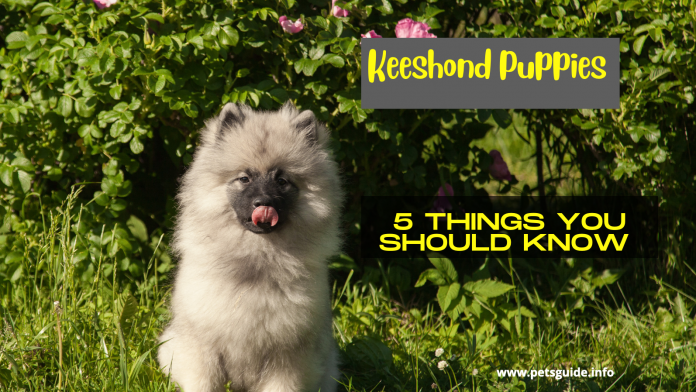 Keeshond Puppies - 5 Things You Should Know (The Complete Guide)