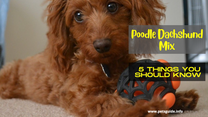 Poodle Dachshund Mix - 7 Things You Should Know about Doxiepoo