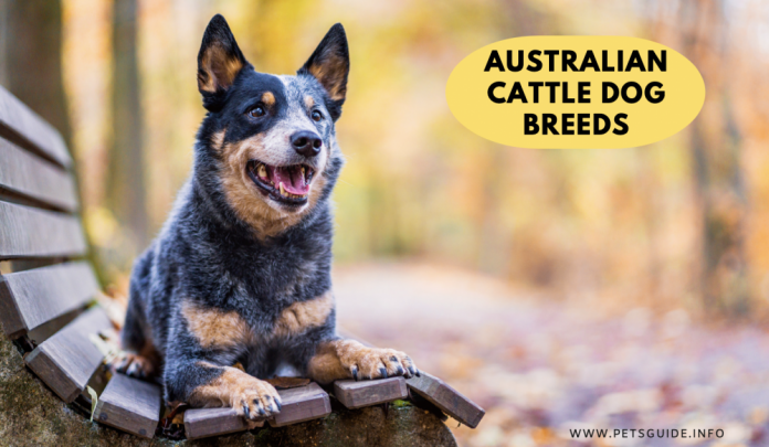 Everything You Need to Know About Australian Cattle Dog Breeds