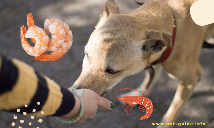 Can Dogs Eat Shrimp? - 5 Things You Need to Know