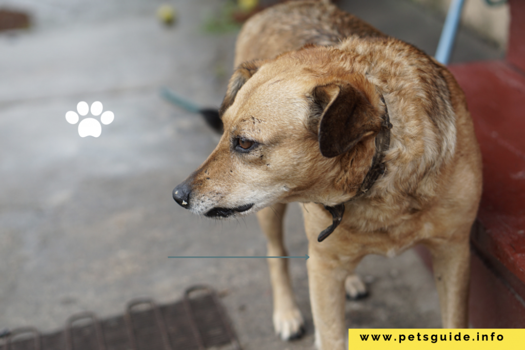 Will Dogs Eat Their Dead Owners? 5 Things You Need To Know 2024