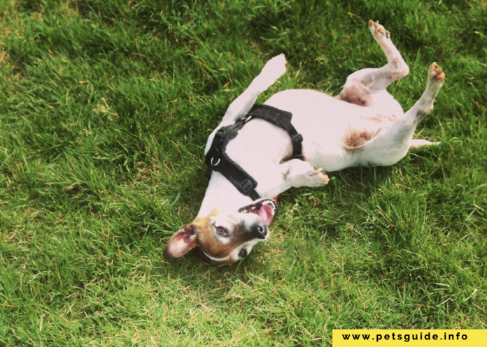 Dlaczego psy toczą się w trawie? 7 rzeczy, które musisz wiedzieć