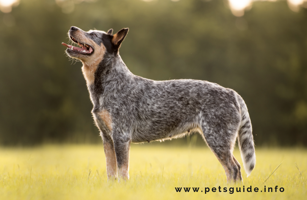 Australian Cattle Dogs