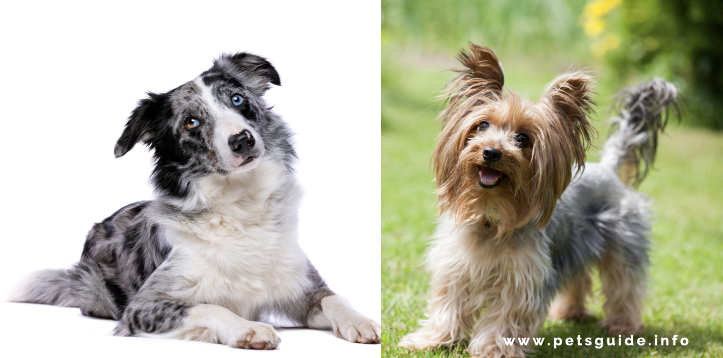 Yorkshire terriers and border collies