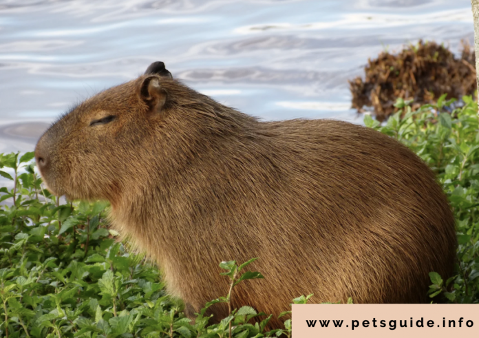Are Capybara Friendly Animals?