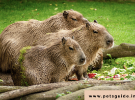 Czy możesz mieć kapibarę jako zwierzę domowe? 5 rzeczy, które musisz wiedzieć
