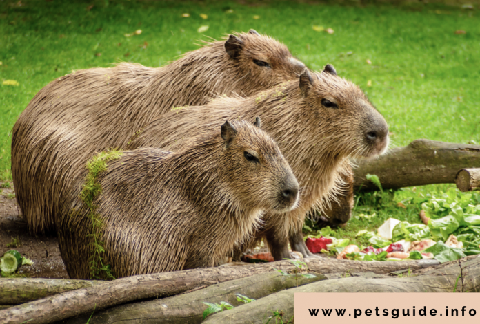 Geturðu átt Capybara sem gæludýr? 5 hlutir sem þú þarft að vita