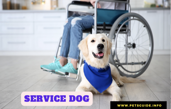 Service Dog Laws - (+ emotional support animal) 7 Facts to Know