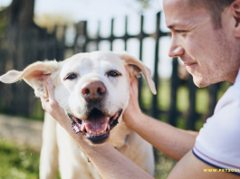 Jak wzmocnić układ odpornościowy psa?