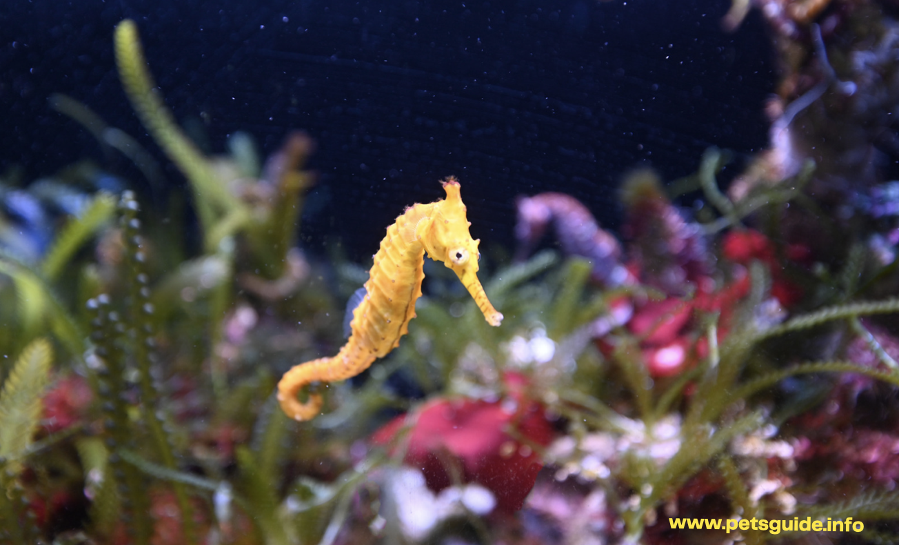 Seahorses - 7 Facts You Need To Know