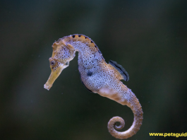 Everything you need to know About Seahorses 