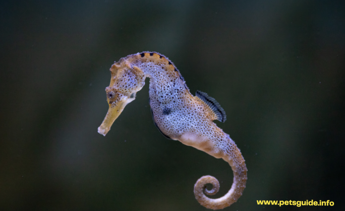 Everything you need to know About Seahorses 