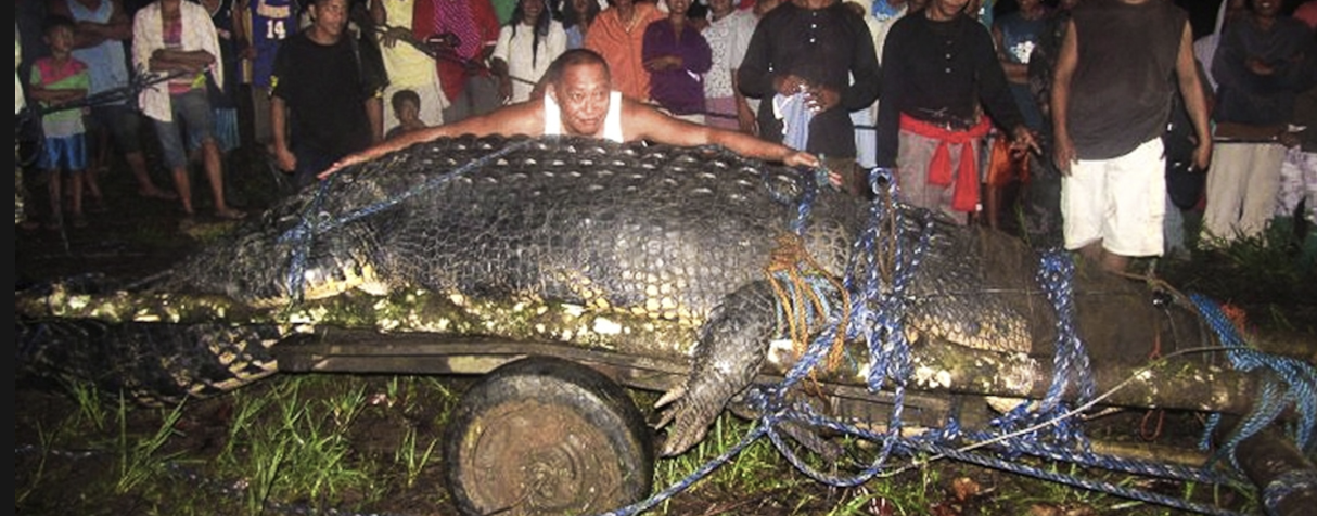 Saltwater Crocodile