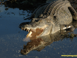 Największy na świecie krokodyl słonowodny zabójca - wszystko, co musisz wiedzieć