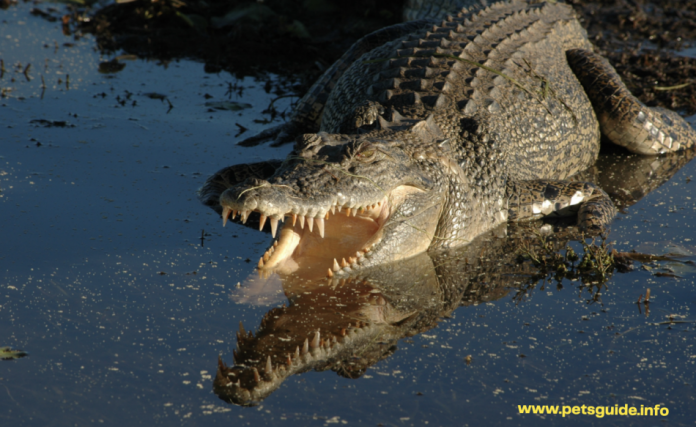 World Largest Saltwater Killer Crocodile - Everything You Need to Know