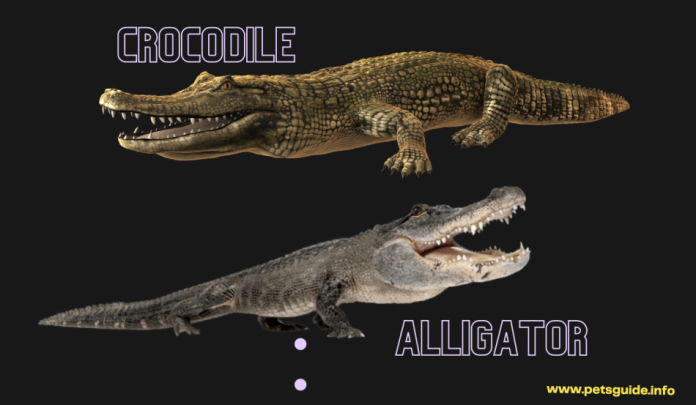 Difference Between a Crocodile and an Alligator - 5 Tips to Know