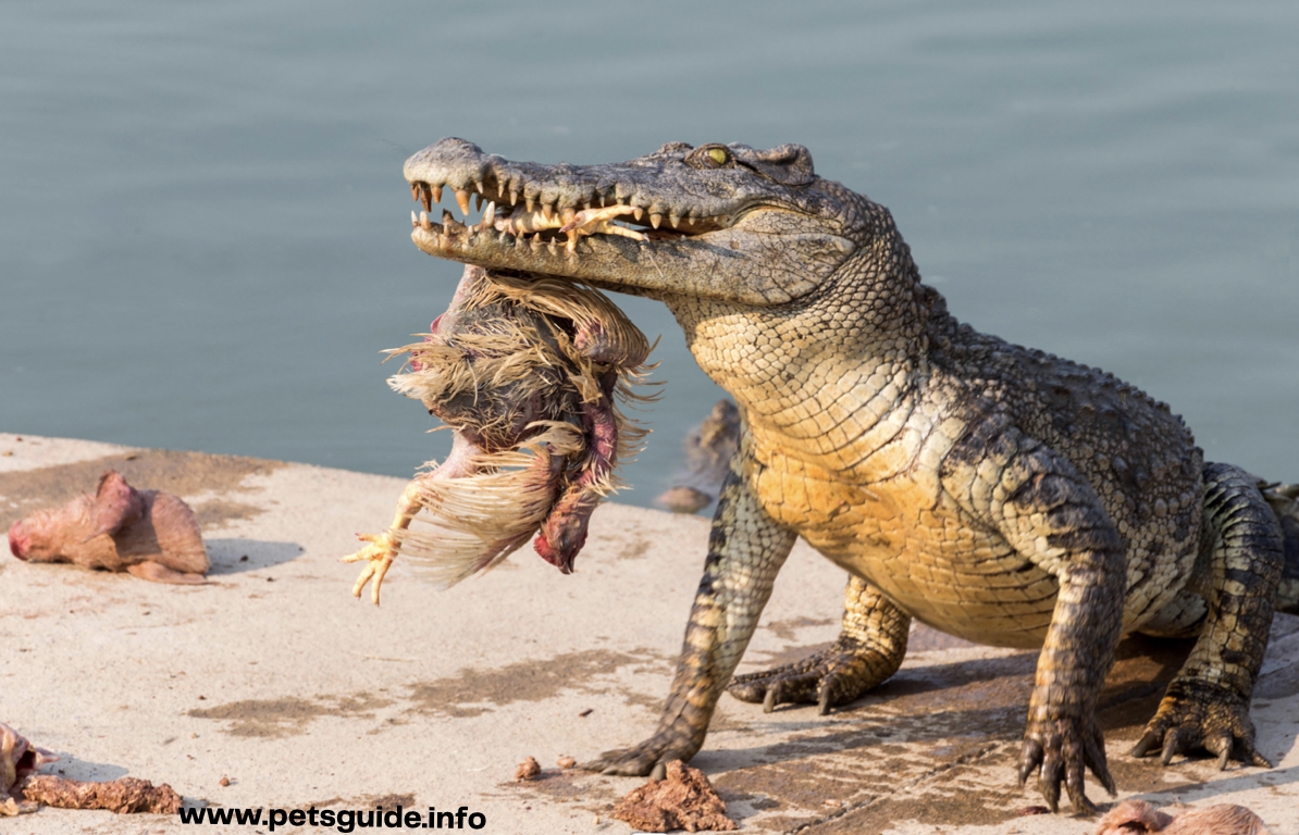 crocodile have longer snout