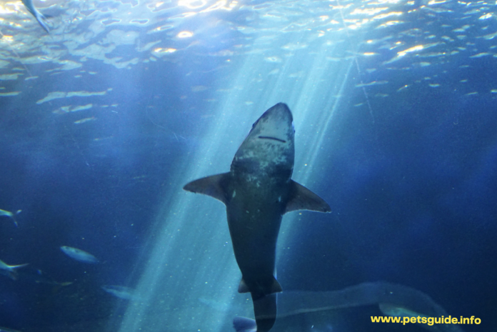 Aquarium Sharks - Everything You Need to Know