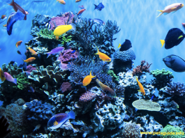 Fish Aquarium - ማወቅ ያለብዎት ነገር ሁሉ