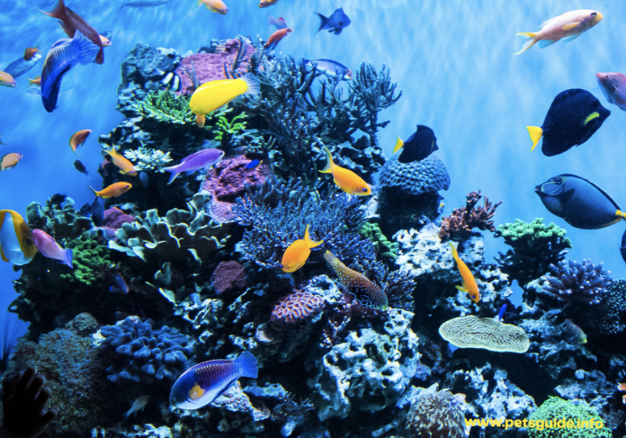 Fish Aquarium - Everything You Need to Know