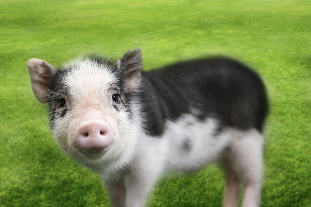 Mini Pig