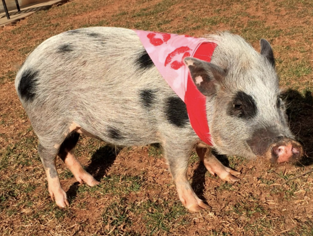 Juliana breed mini pig