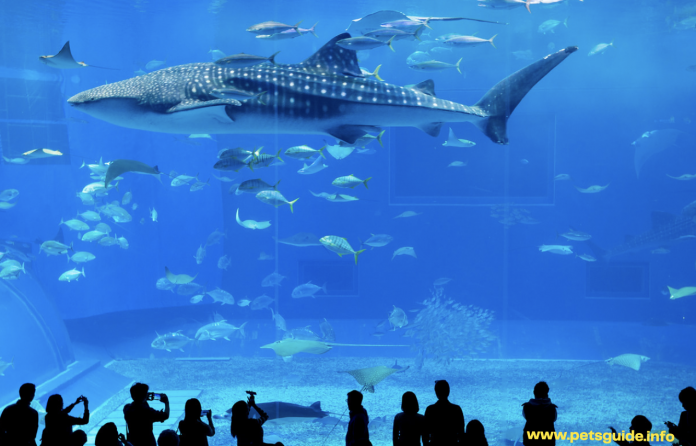 Best Aquarium in the United States