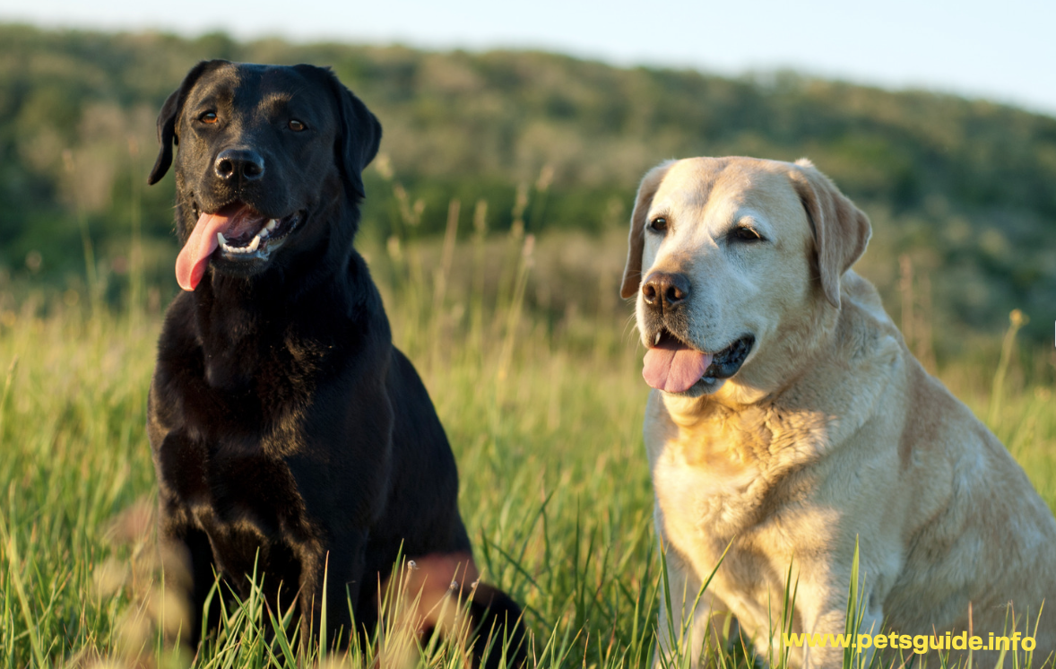 Labradors