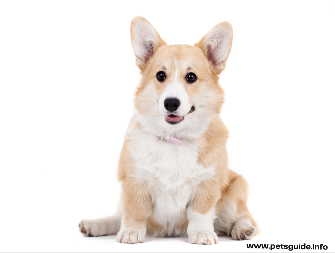 Pembroke Welsh Corgis