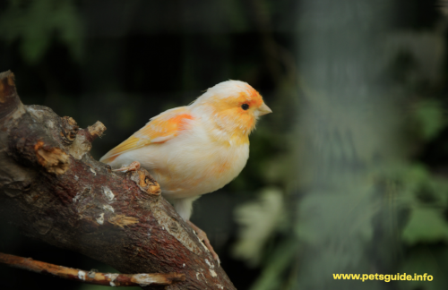 Canaries birds