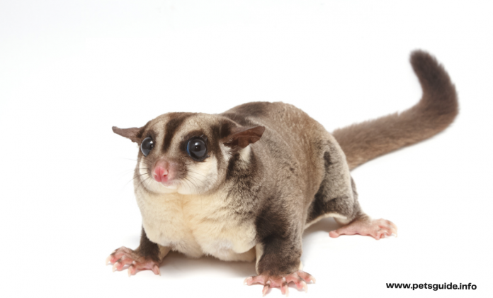 9 Shocking Facts About Sugar Glider - The Ultimate Guide