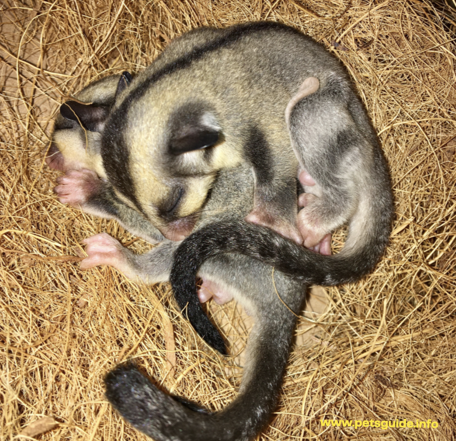 Sugar Gliders sleep more during the day