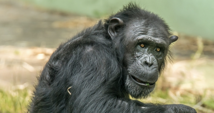 Oldest Chimpanzee in the World 