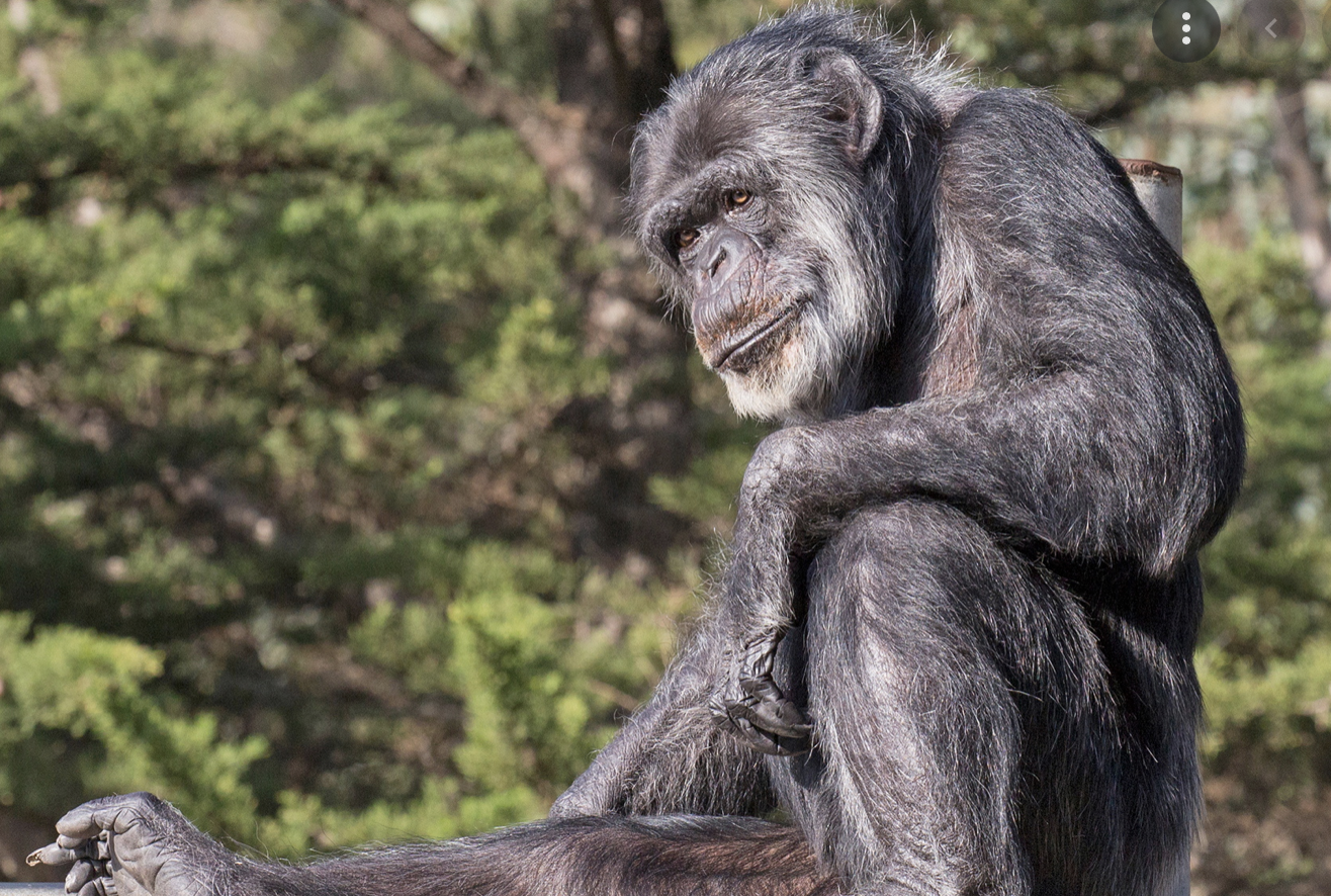 ittle mama, the oldest chimpanzee in the world