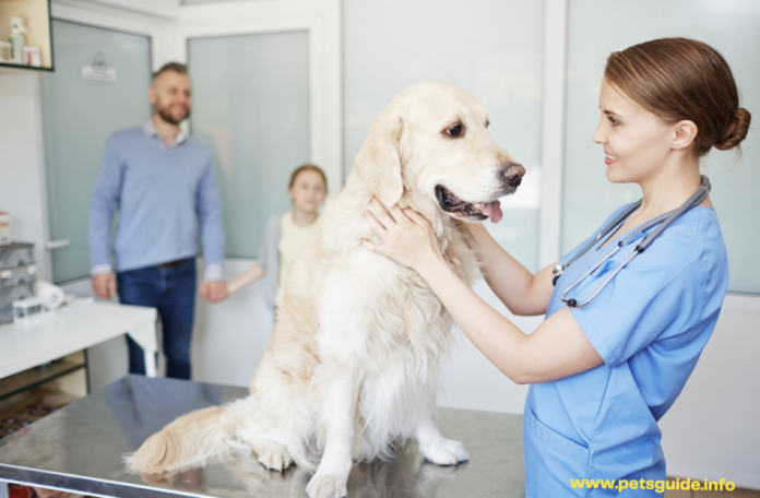 What is Veterinary Medicine - Everything You Need to Know