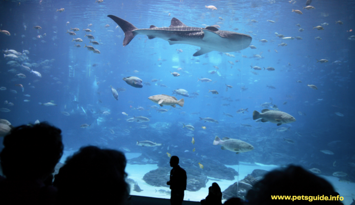 Atlanta Aquarium - Everything You Need to Know