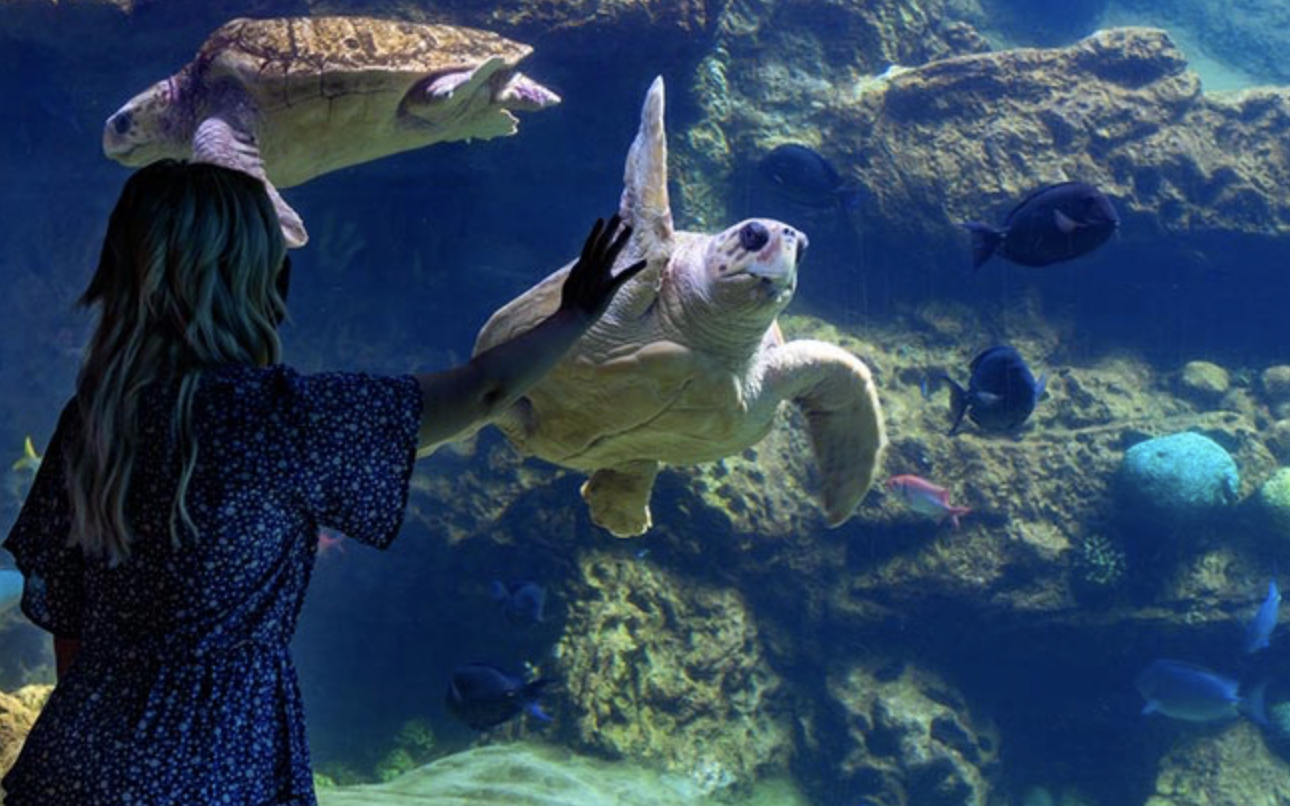 Aquariums To Visit