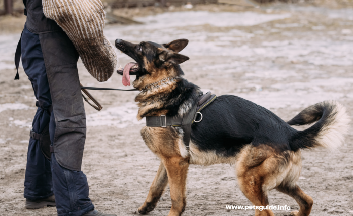 The Top 3 Strongest Bite Force For Dogs