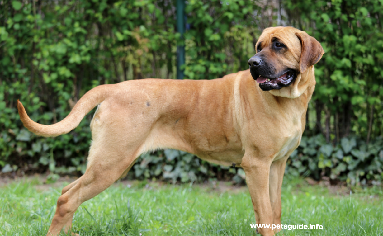 Bandog dog breed